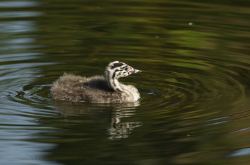 A cute baby Great crested Grebe, Podiceps cristatus, swimming on a fast flowing river.	