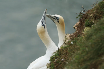 	 A tender moment between two magnificent courting Gannet, Morus bassanus, standing on the edge of...