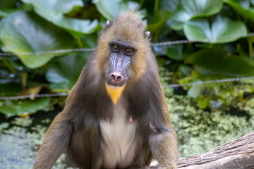 mandrill
