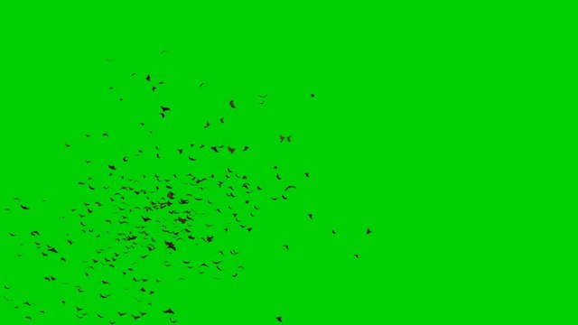 large swarm of flying mega bats, isolated on green screen
