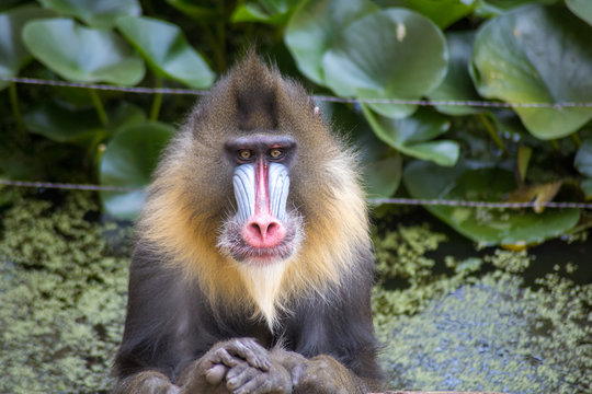 mandrill