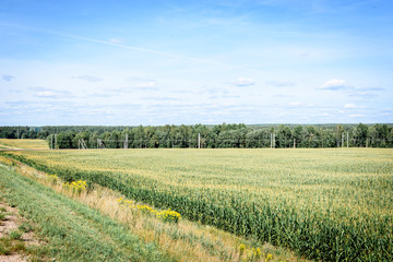 Green cornfield in the sunny and blue sky.