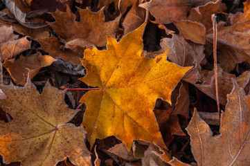 Fallen autumn leaves in hoarfrost. Brown, orange autumn background. Frost on orangeleaf. Autumn forest. Frozen surface. White frost on thin edges. Concepts: autumn, winter, cold