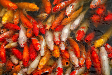 Koi Fish Feeding