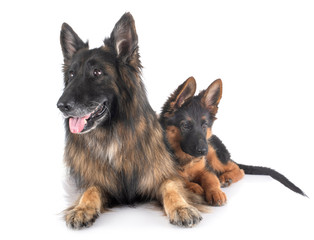 two german shepherds
