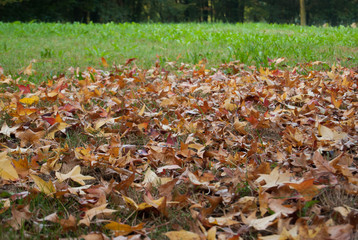 Autumn leaves over a green meadow