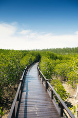 Fototapeta na wymiar Pranburi Forest Park Nature trail study mangrove forest. Prachuap Khiri Khan in Thailand.