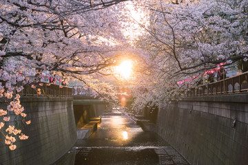 Cherry blossoms at sunset along Meguro River in Tokyo　東京 目黒川の桜と夕日 © wooooooojpn