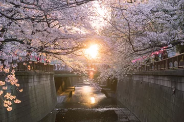 Fototapete Rund Kirschblüten bei Sonnenuntergang im Fluss Meguro, Tokio Kirschblüten bei Sonnenuntergang im Fluss Meguro, Tokio © wooooooojpn