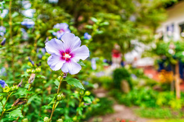 Blumengarten am Haus © heiwa