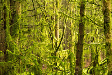 Lake District woodland trees