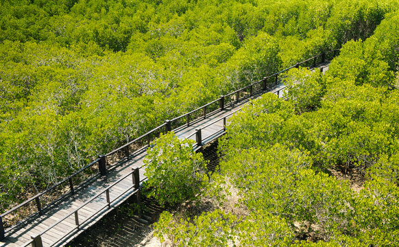 Pranburi Forest Park Nature trail study mangrove forest. Prachuap Khiri Khan in Thailand.