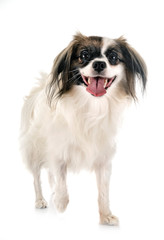 phalene papillon dog