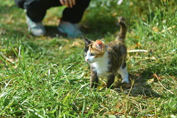 Naklejka na ściany i meble Domestic little funny cute mongrel kitten with spotted muzzle and red ear came out from the girl hands on the green grass of meadow on the first walk at outdoor. Walking with pet in sunny summer day