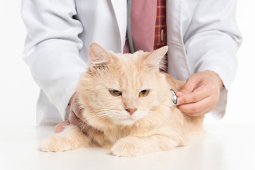 Closeup shot of beautiful asian veterina checking cat by stethoscope in vet clinic