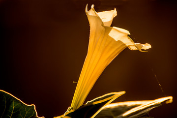 Datura stramonium, thorn-apple with flower