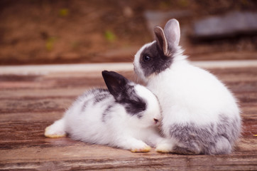 2 ND rabbits sitting on a brown wooden floor 