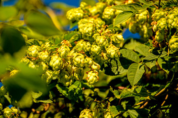 hops with ripe cones in summer