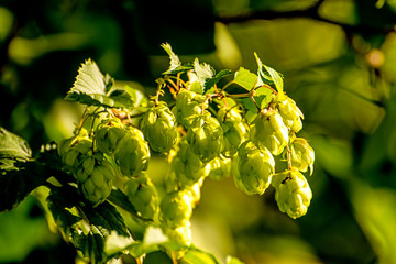 hops with ripe cones in summer