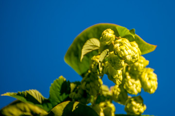 hops with ripe cones in summer
