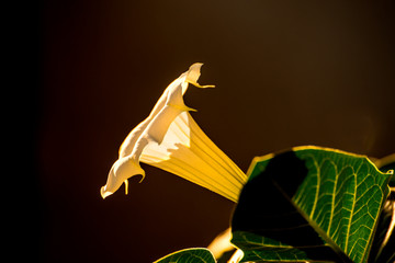 Datura stramonium, thorn-apple with flower