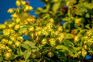 hops with ripe cones in summer