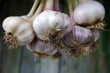 Beautiful fresh garlic hanging close up, harvesting season.