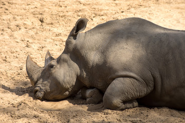 Obraz premium rhinocéros