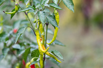 Ripe spicy pepper plant with pods on farmers field