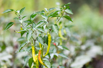 Ripe spicy pepper plant with pods on farmers field