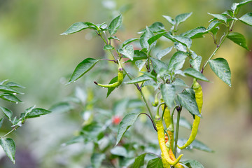 Ripe spicy pepper plant with pods on farmers field