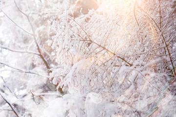 Winter landscape. Forest under the snow. Winter in the park.