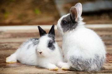 2 ND rabbits sitting on a brown wooden floor 