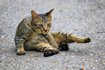 A cat with patterns like a tiger