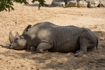 Obraz premium rhinocéros