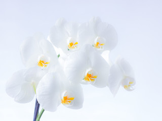 orchidea su bianco