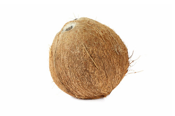 Single of  mature coconut for oil preparing and coconut milk isolated on white background