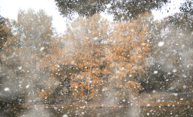 Autumn park in the first snow