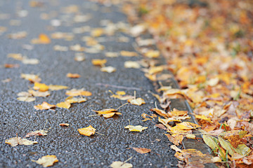 Autumn rain in the park