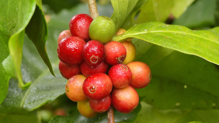 Coffee beans ripening on a tree