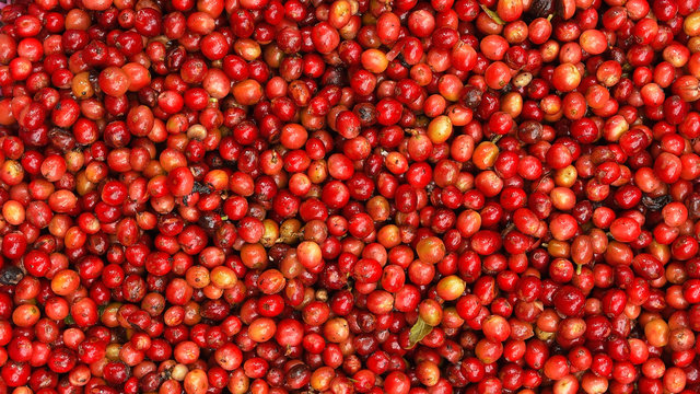 close up of fresh coffee beans for background  