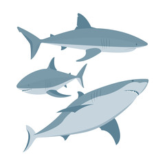 Shark. Sharks vector illustrations set. Cartoon style sharks drawing. Part of set.