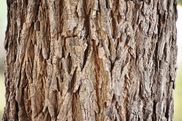 tree bark