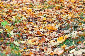 Autumn leaves on green grass in city park.