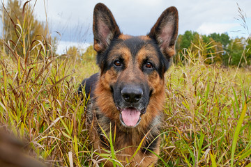Dog German Shepherd outdoors in an autumn day