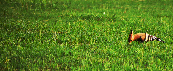 hoopoe bird on green field