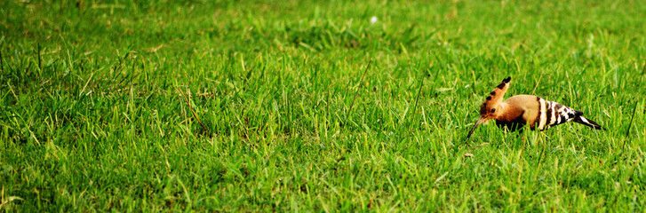 bird on green grass