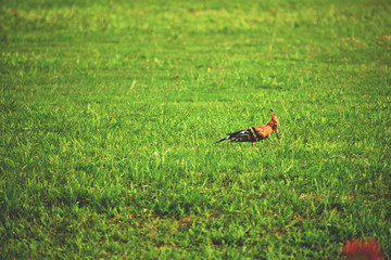 hoopoe bird in green grass