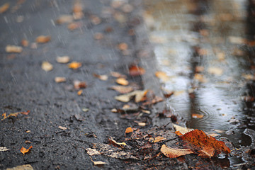 Autumn rain in the park