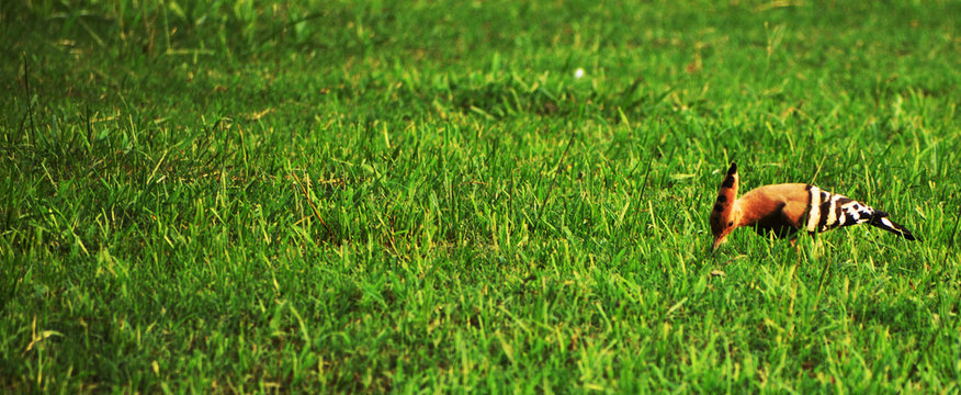 hoopoe bird on green field